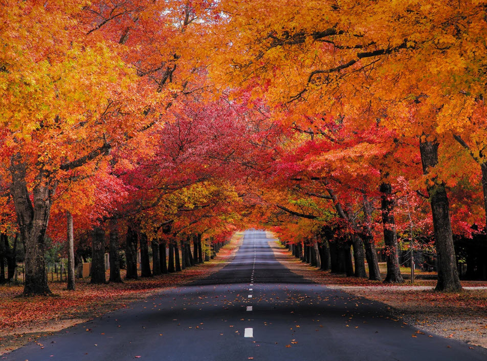 Thời gian và địa điểm ngắm lá mùa thu đẹp nhất ở Úc