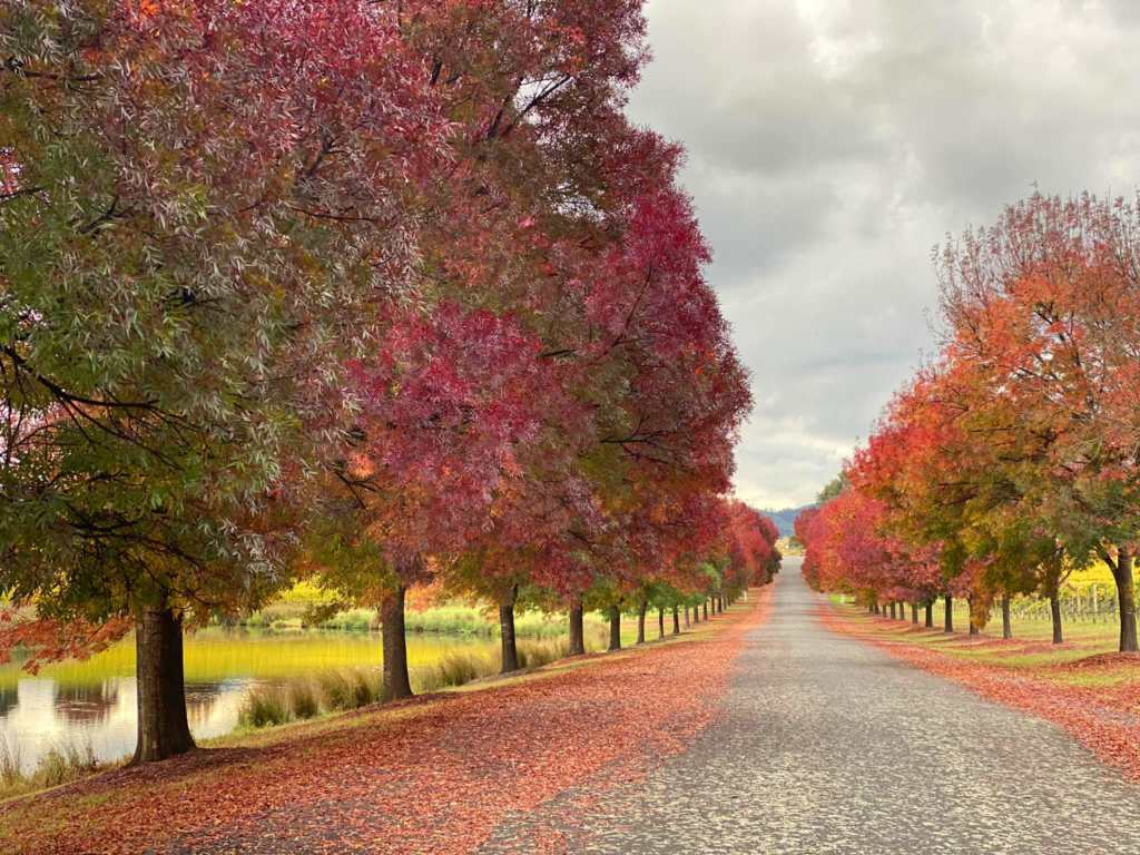 Thời gian và địa điểm ngắm lá mùa thu đẹp nhất ở Úc