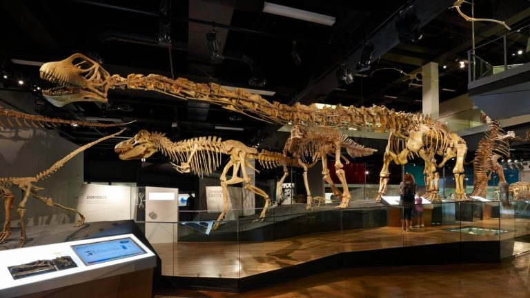 Bộ xương khủng long ở bảo tàng Melbourne