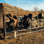 Kimberley Cattle Station Adventure