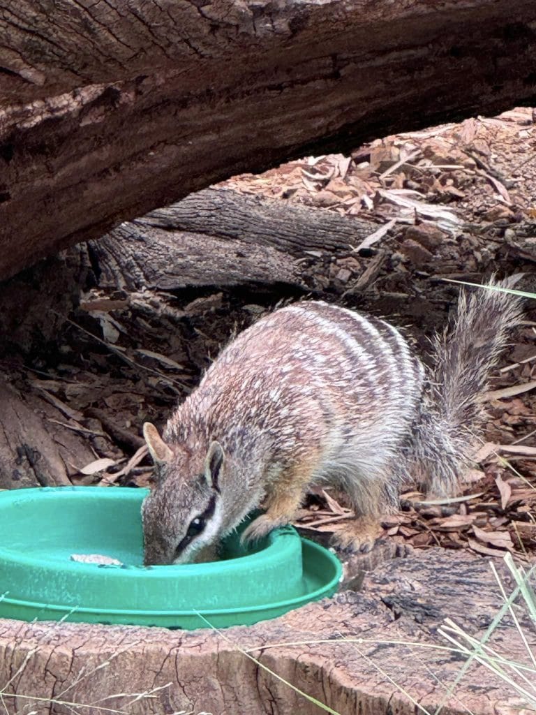 Cận Cảnh Động Vật Tại Perth Zoo