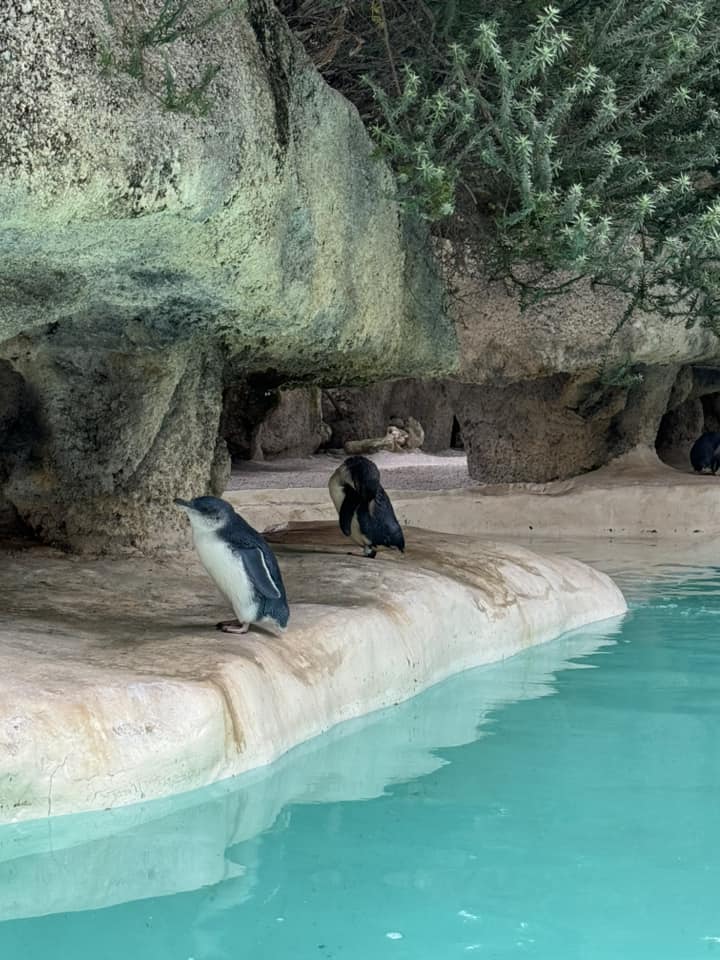Cận Cảnh Động Vật Tại Perth Zoo